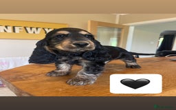 Cocker Spaniel dogs for sale: KC reg & H/Tested Show Cocker Spaniels - Image 4