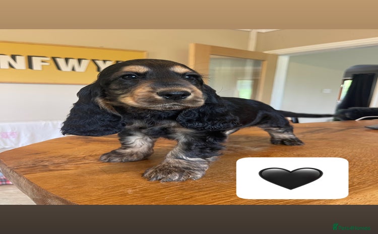 Cocker Spaniel dogs - Advert 5