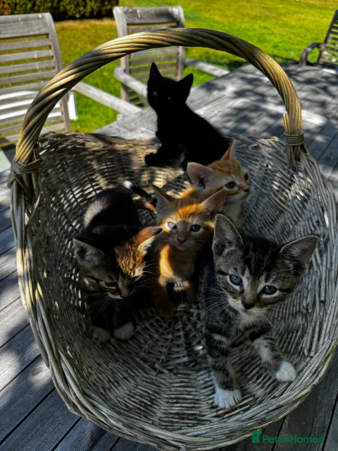 Mixed Breed cats for sale: Kittens available  in Ashford - Advert 2