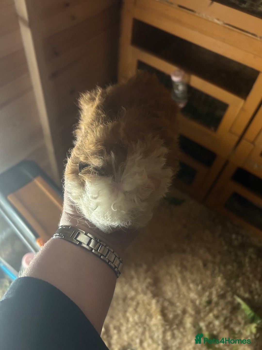 Guinea Pig rodents for sale: 2 male guinespigs  - Image 4