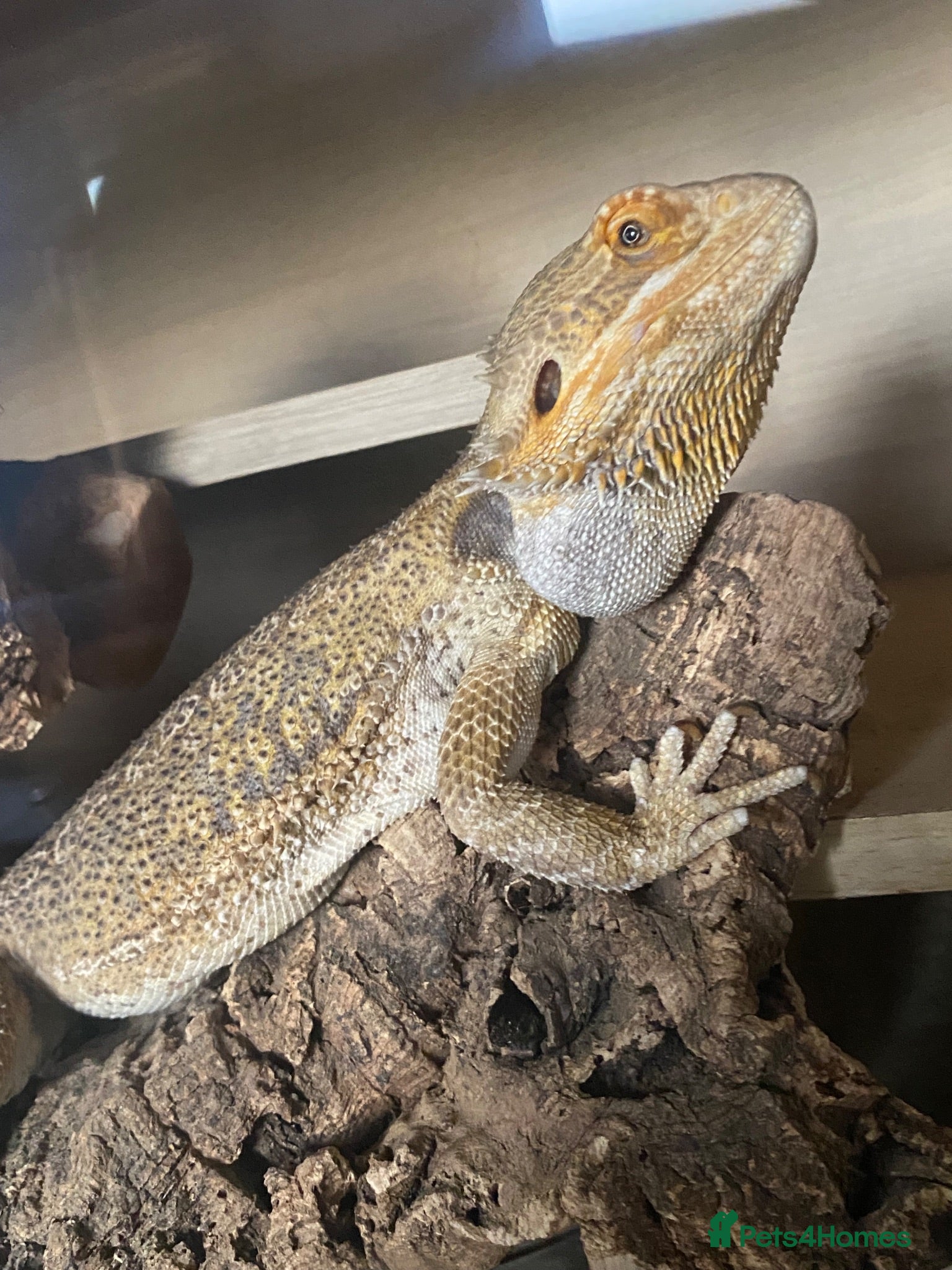 Bearded Dragon reptiles Mushu looking for a loving forever home  - Advert 1