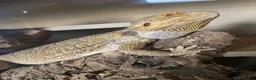 Bearded Dragon reptiles for sale: Mushu looking for a loving forever home  in Horsham - Advert 1
