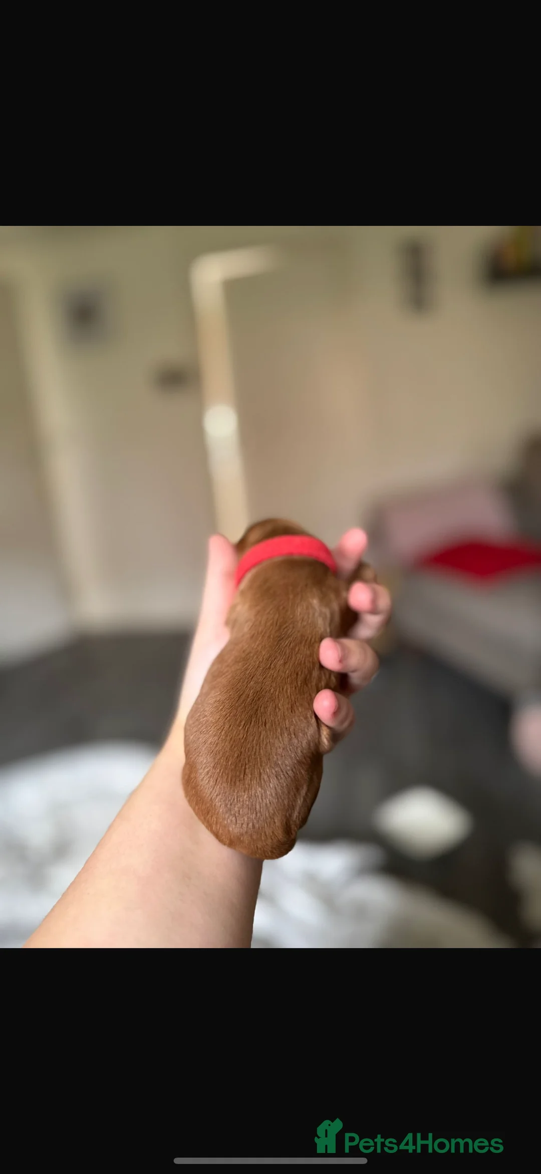 Mixed Breed dogs for sale: Beautiful cocker spaniel & Cavapoo puppies  in Bingley - Advert 28