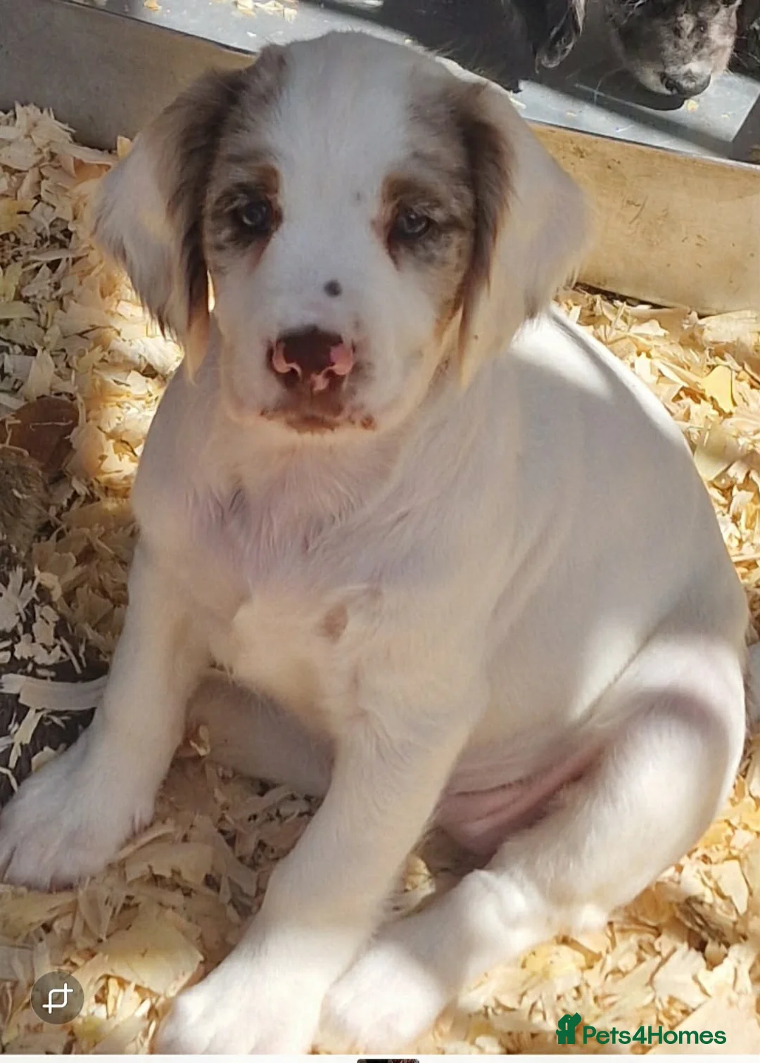 Sprocker dogs for sale: Sprocker spaniel puppies in Canterbury - Advert 2