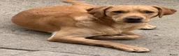 Labrador Retriever dogs for sale: Stunning KC reg Labrador pups ready to leave  - Advert 14