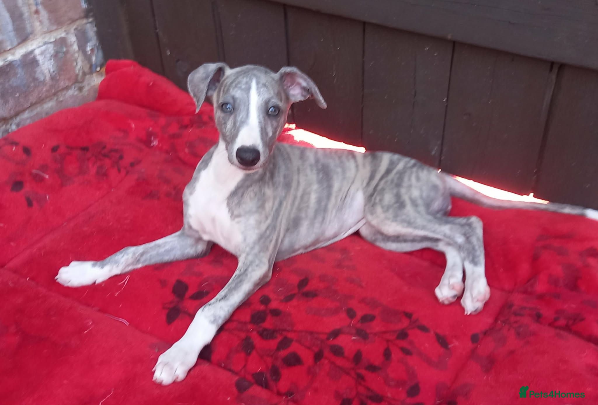 Whippet dogs Top quality whippet puppies  - Advert 2