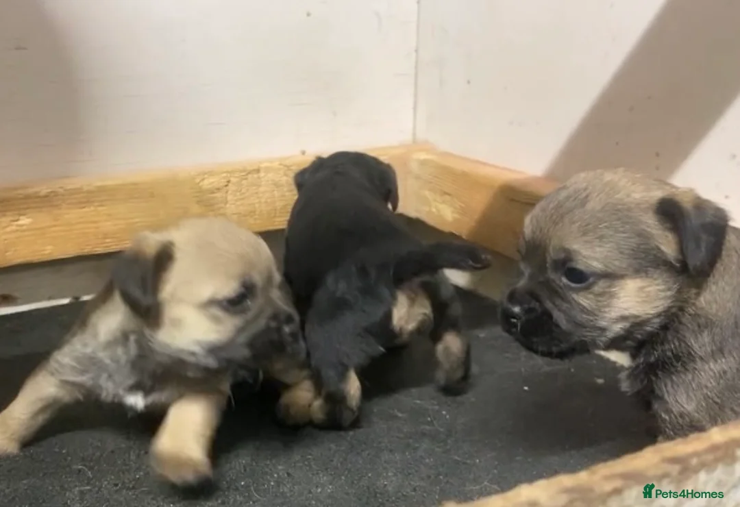 Border Terrier dogs for sale: Border terrier pups  - Advert 7
