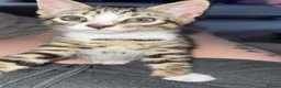 Bengal cats for sale: 4 x Beautiful Male Bengal Cross - Advert 16