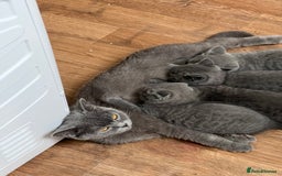 Brazilian Shorthair cats for sale: British Shorthair  - Image 8