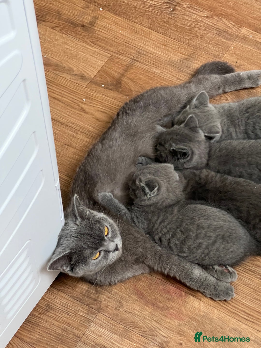 Brazilian Shorthair cats for sale: British Shorthair  - Image 8