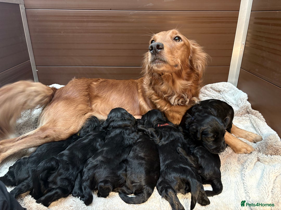 Goldendoodle dogs for sale: Health tested F1 Goldendoodle puppies  - Advert 6