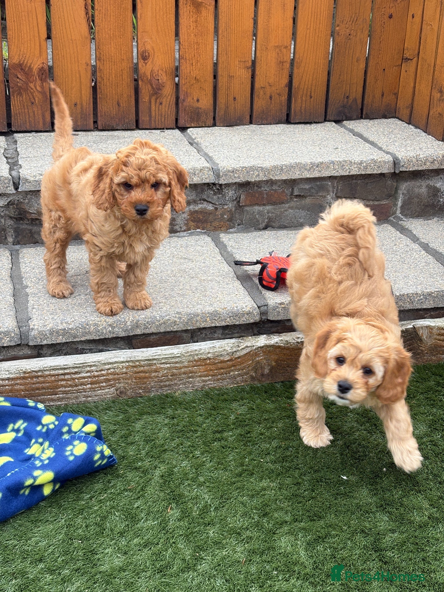 Cavapoochon dogs for sale: Stunning litter of Cavapoochon pups. - Advert 2
