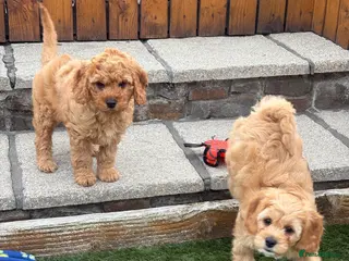 Cavapoochon dogs for sale: Stunning litter of Cavapoochon pups. - Advert 2