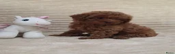 Toy Poodle dogs for sale:  Red Toy Poodle Puppies – Asian Teddy Bear Type in Motherwell - Advert 24