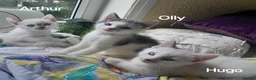 Siamese cats for sale: Siamese cross British Short Hair fluffy kittens - Advert 4