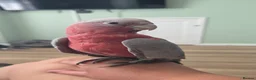 Cockatoo birds for sale: Galah cockatoo  - Advert 4