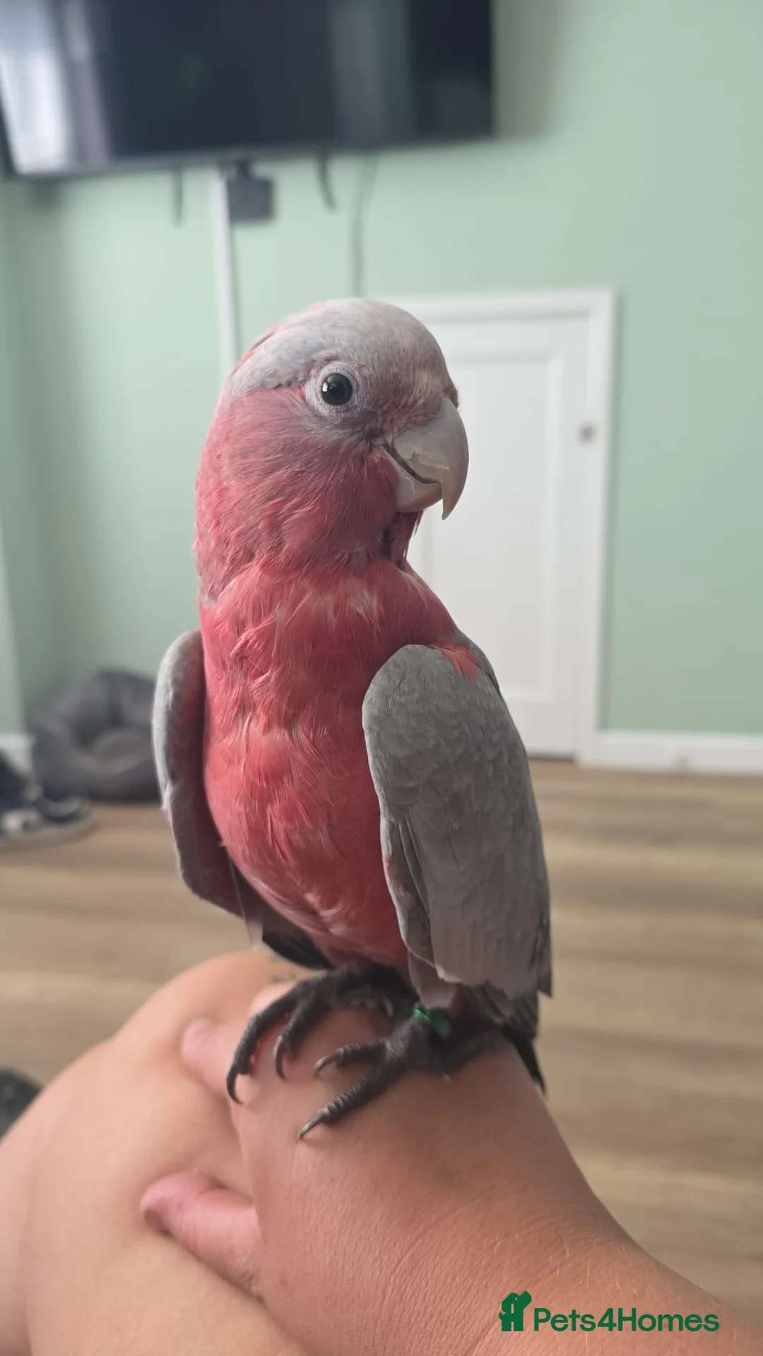 Cockatoo birds for sale: Galah cockatoo  - Advert 4