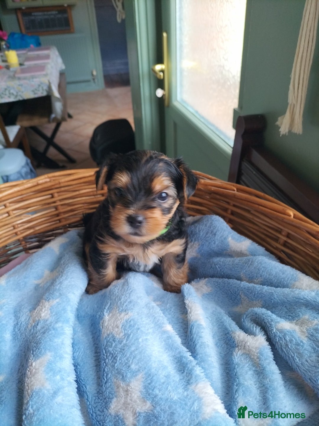 Yorkshire Terrier dogs for sale: Yorkshire terrier pups for sale - Image 14
