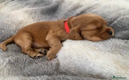 Cocker Spaniel dogs for sale: KC Reg Show Type Golden Cocker Spaniel puppies - Image 27