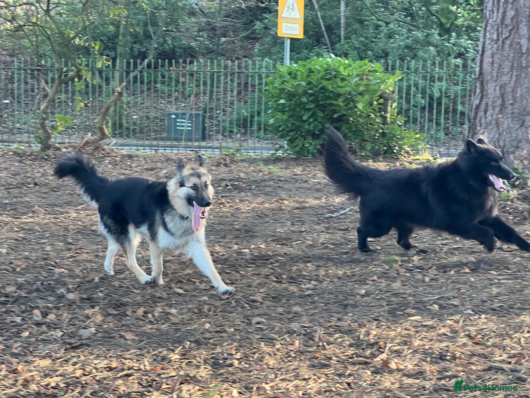 German Shepherd dogs for stud: Solid Black Long Coat German Shepherd Dog at Stud - Advert 15