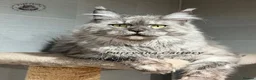 Maine Coon cats for sale: TICA registered Maine Coon retired queen  - Advert 4