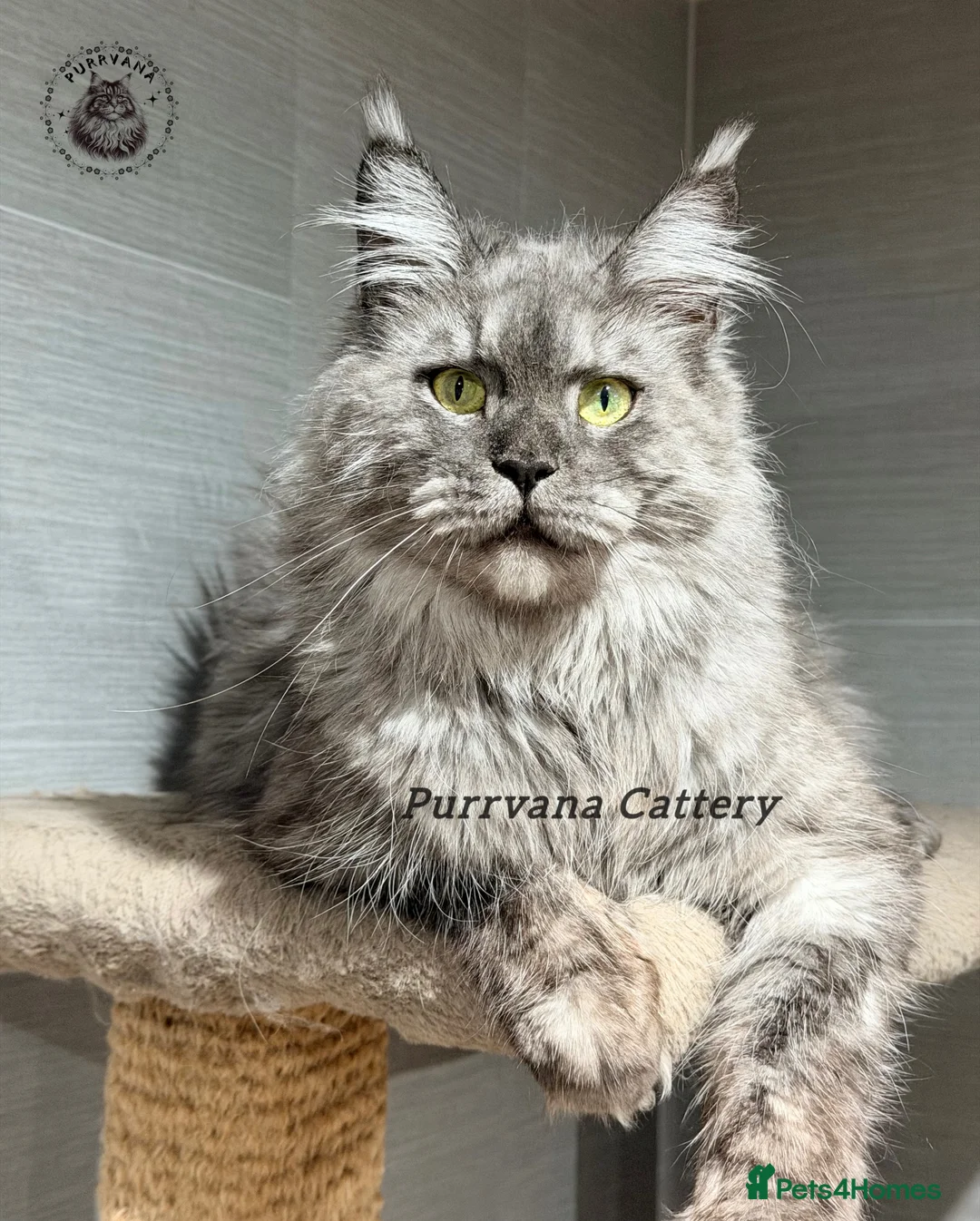 Maine Coon cats for sale: TICA registered Maine Coon retired queen  - Advert 4