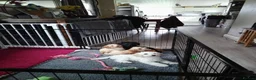 Mixed Breed dogs for sale: Cavapoochon puppies with 5 weeks free insurance  - Advert 9