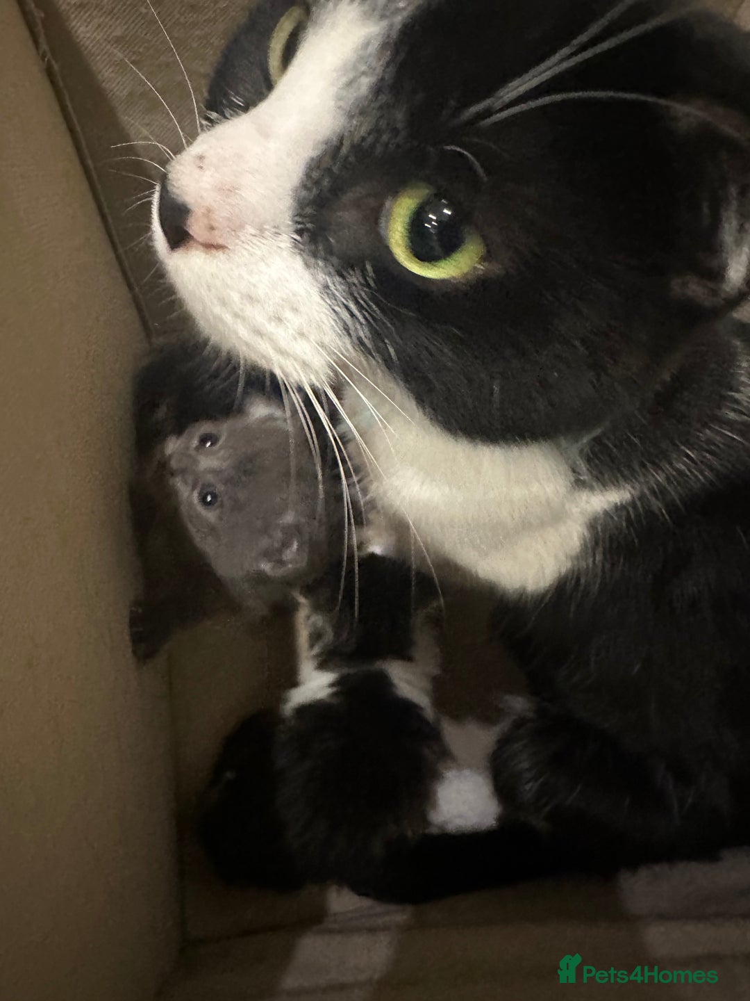 Scottish Fold cats for sale: Scottish Fold Kittens - Image 15