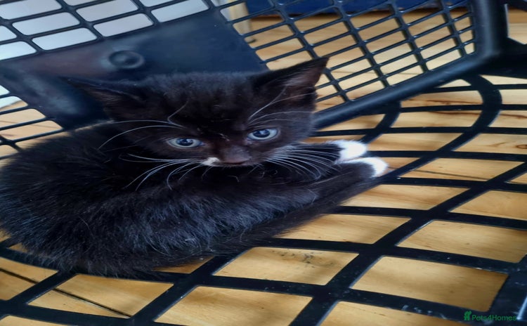Domestic Shorthair cats - Advert 1