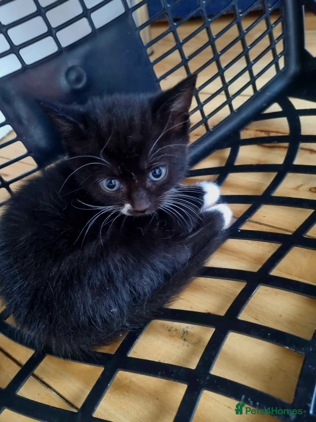 Domestic Shorthair cats for sale: Cats for adoption  - Image 1