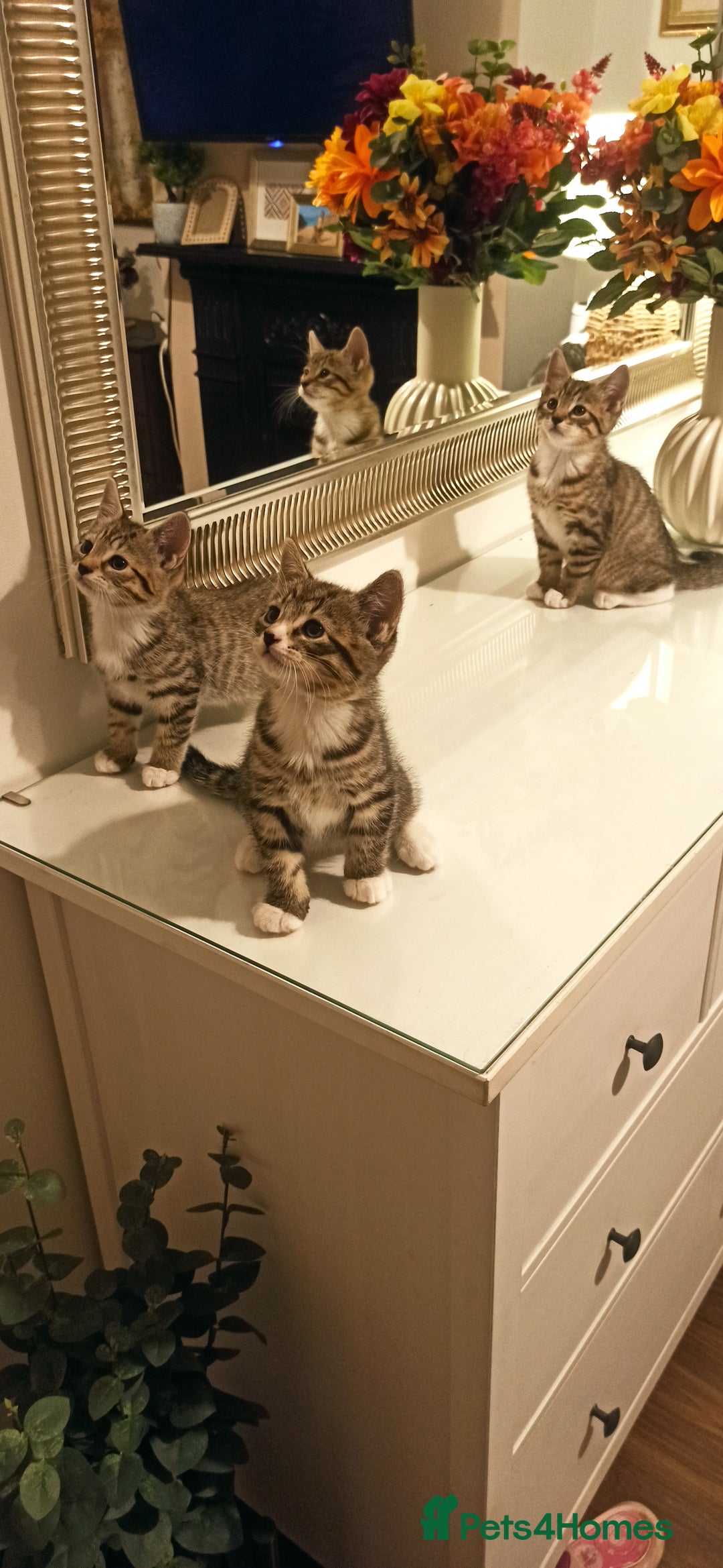 Mixed Breed cats for sale: Adorable kittens in London(SE18)😻❤️😻 - Image 1