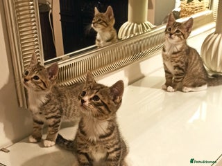 Mixed Breed cats - Advert 30