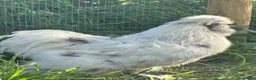 Chickens poultry for sale: Silkie Hatching Eggs – Paint & Cuckoo-Type  - Advert 6