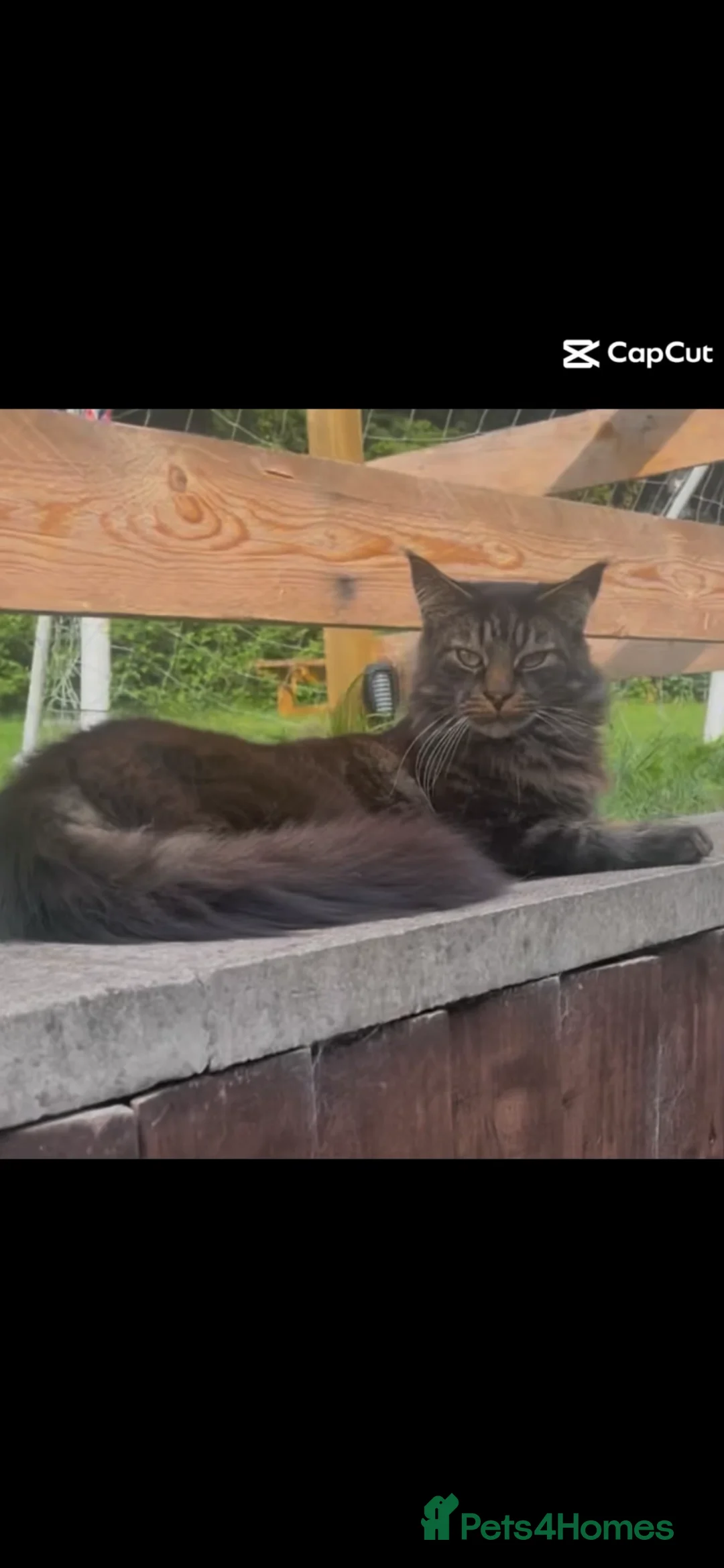 Mixed Breed cats for sale: Beautiful Mixed-Breed Kittens - Ready early July - Advert 2