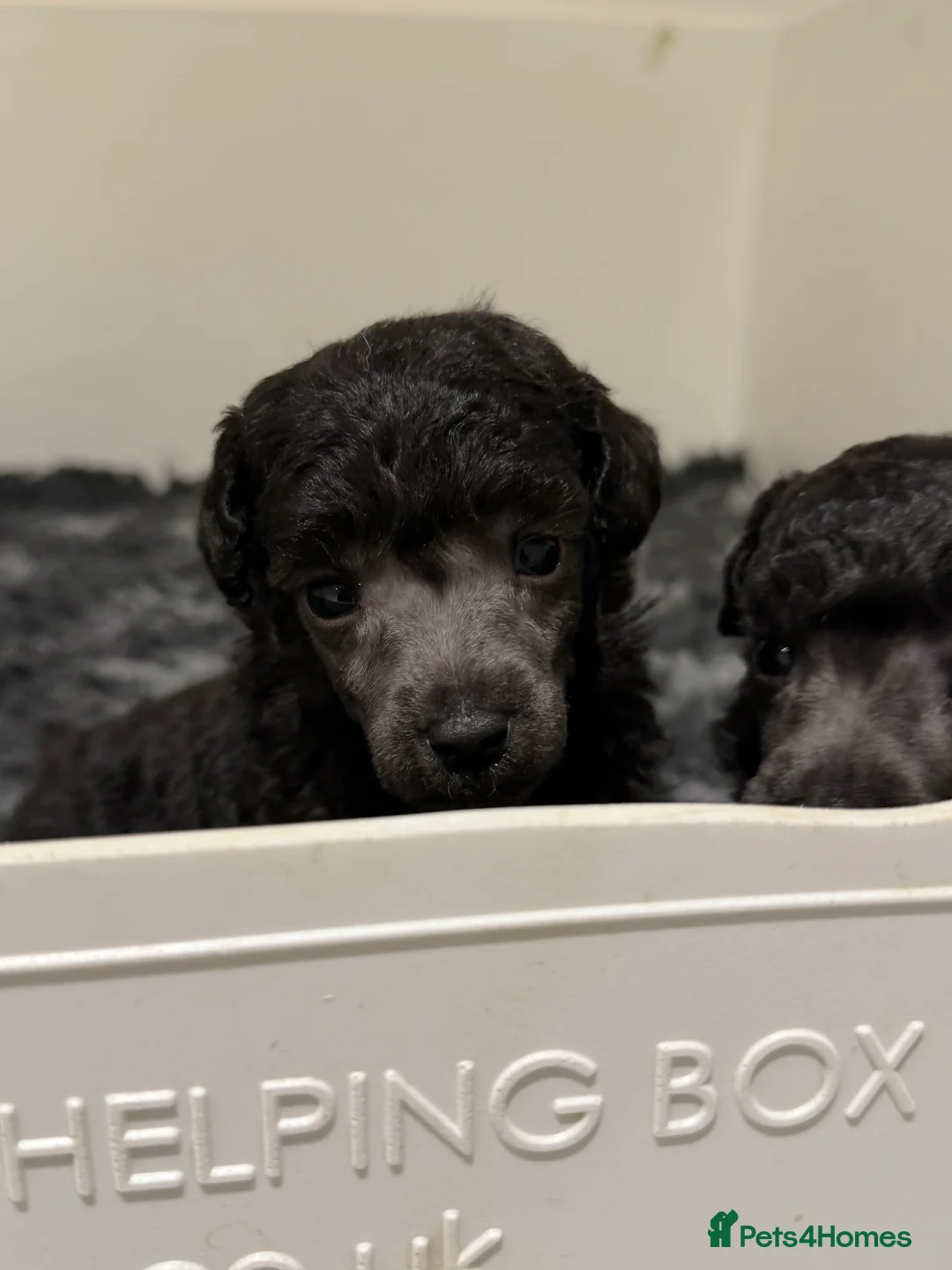 Miniature Poodle dogs for sale: OUTSTANDING SILVER MINI POODLES BEST IN 🇬🇧  - Advert 5