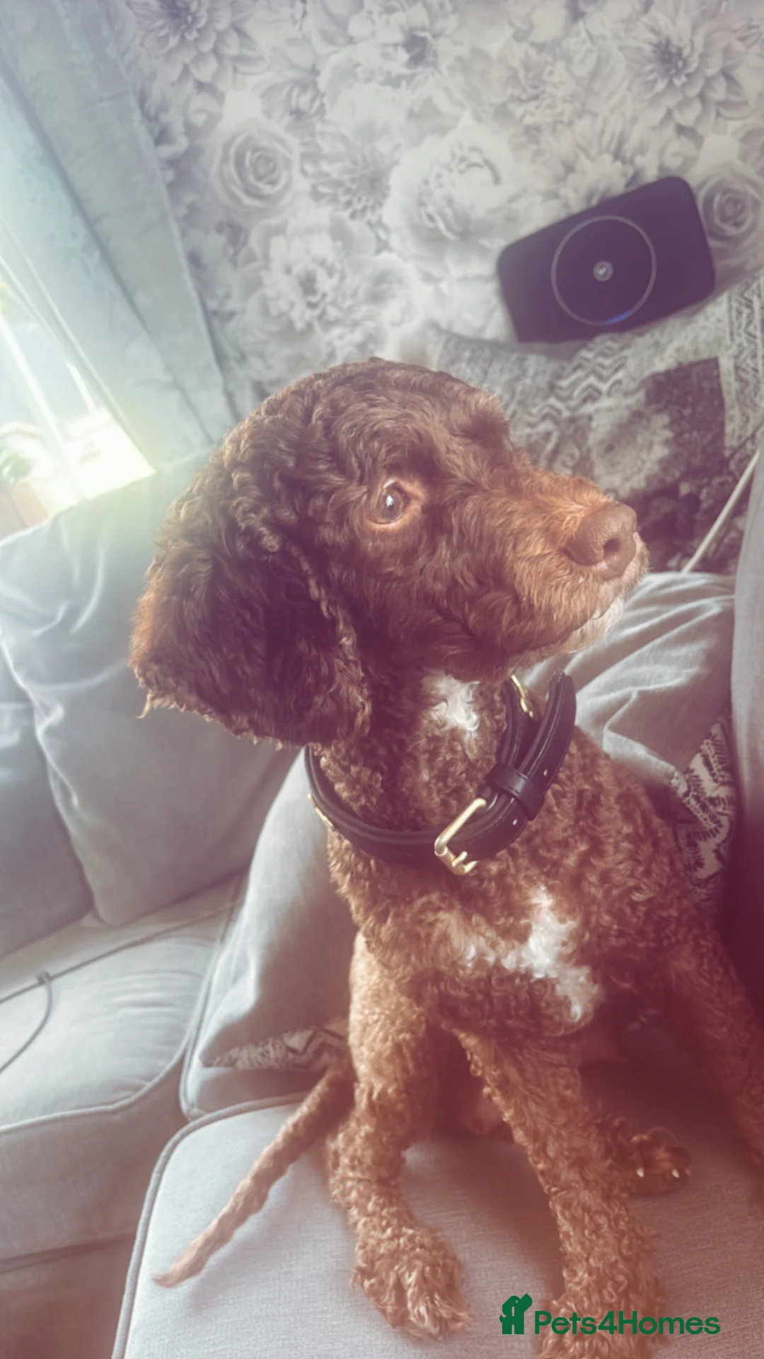 Cockapoo dogs for sale: Stunning cockapoos bundle of joy  - Advert 1