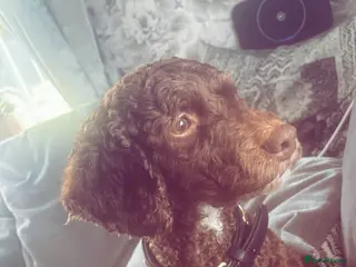 Cockapoo dogs Stunning cockapoos bundle of joy - Advert 1