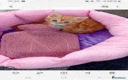 Mixed Breed cats for sale: Ginger little boy  - Image 2