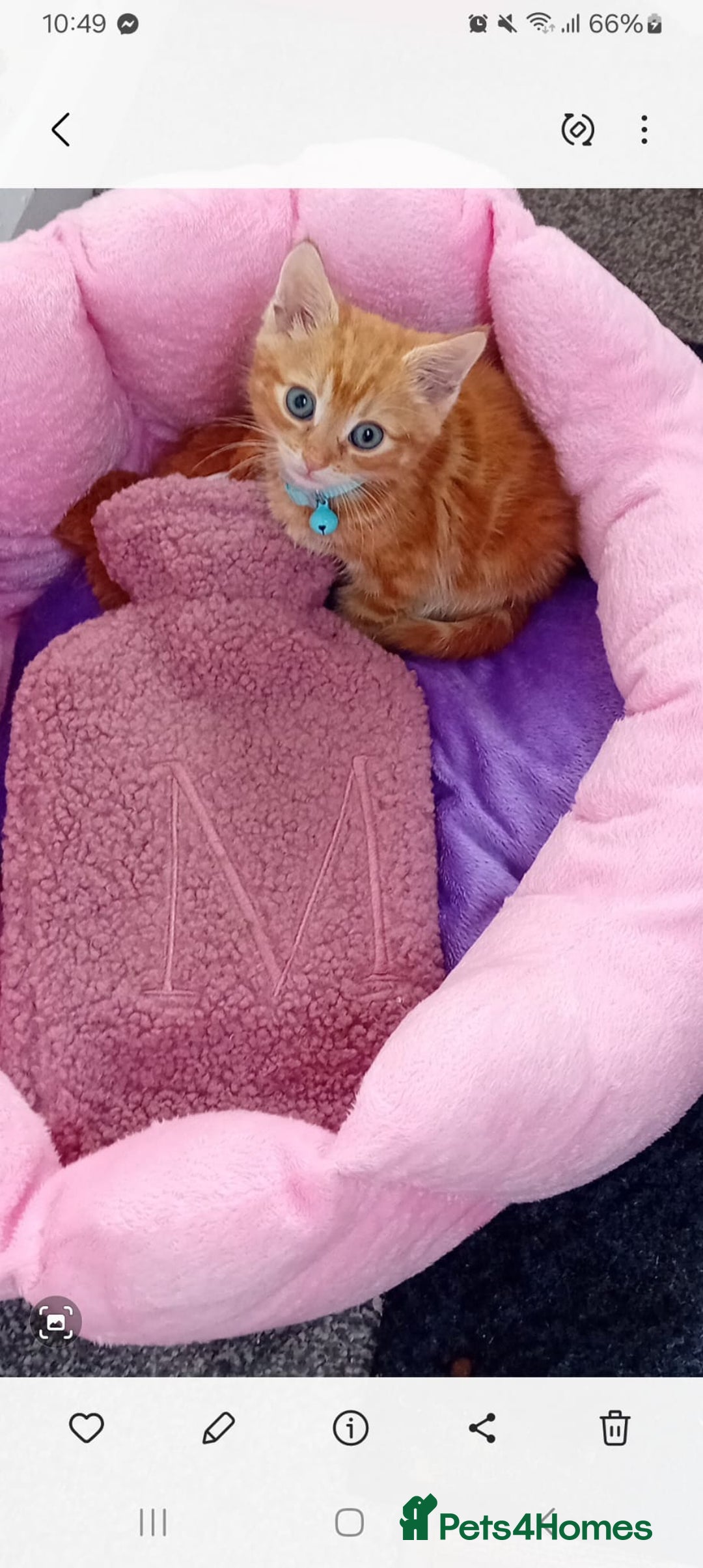 Mixed Breed cats for sale: Ginger little boy  - Image 2