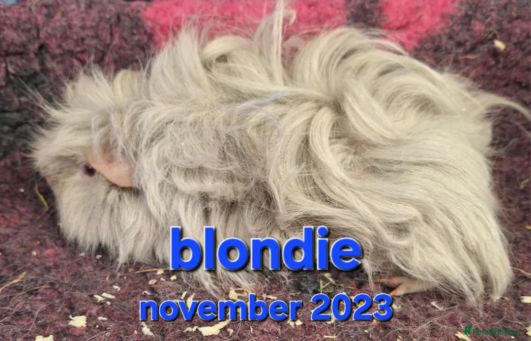 Guinea Pig rodents for sale: Rescue guinea pigs - Advert 3