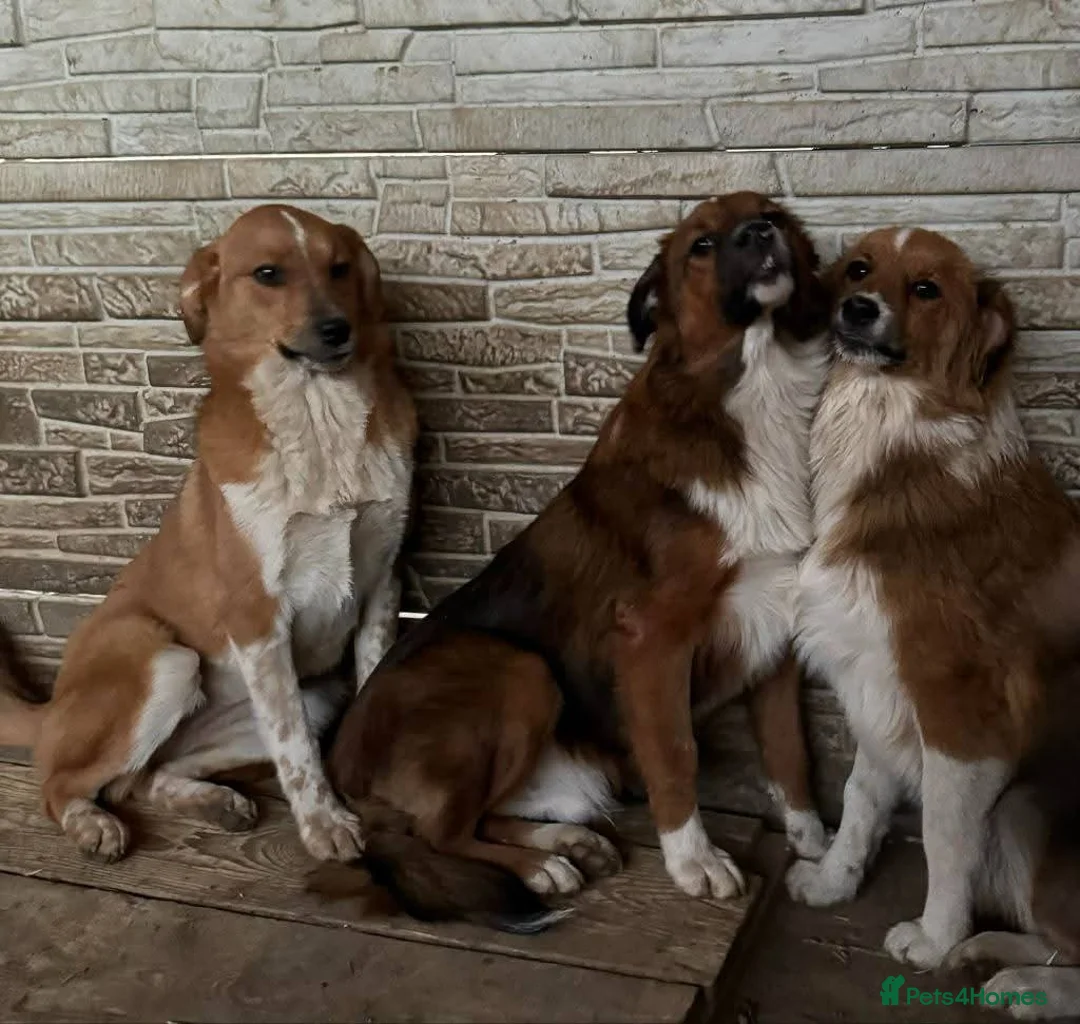 Mixed Breed dogs for adoption: Meet Bella, currently residing in Falkirk  - Advert 8