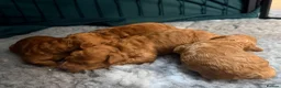 Toy Poodle dogs for sale: GORGEOUS RED TOY POODLE PUPPIES FOR SALE  - Advert 3