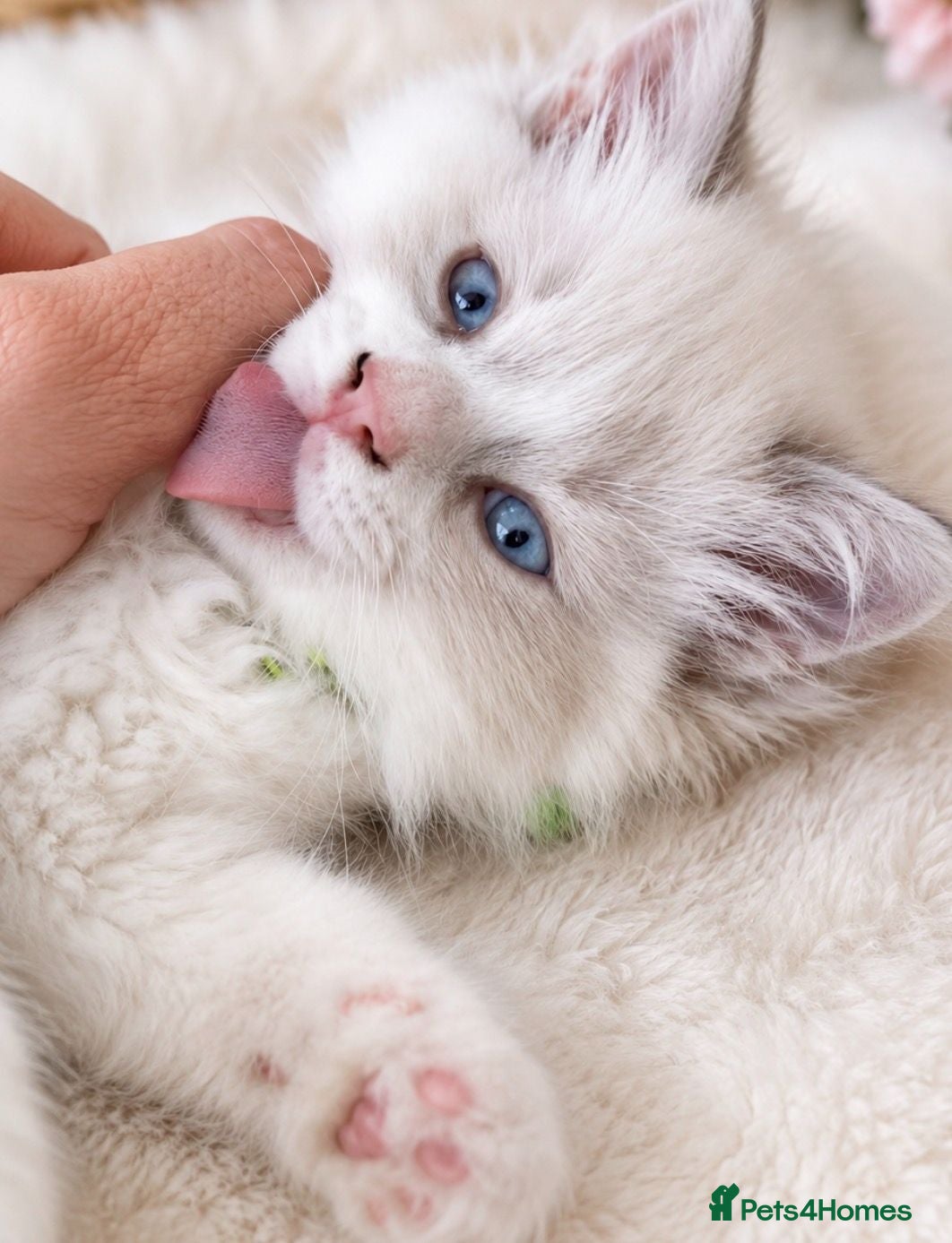 Ragdoll cats Child Friendly Ragdoll and Ragdoll Cross Kittens  - Advert 6