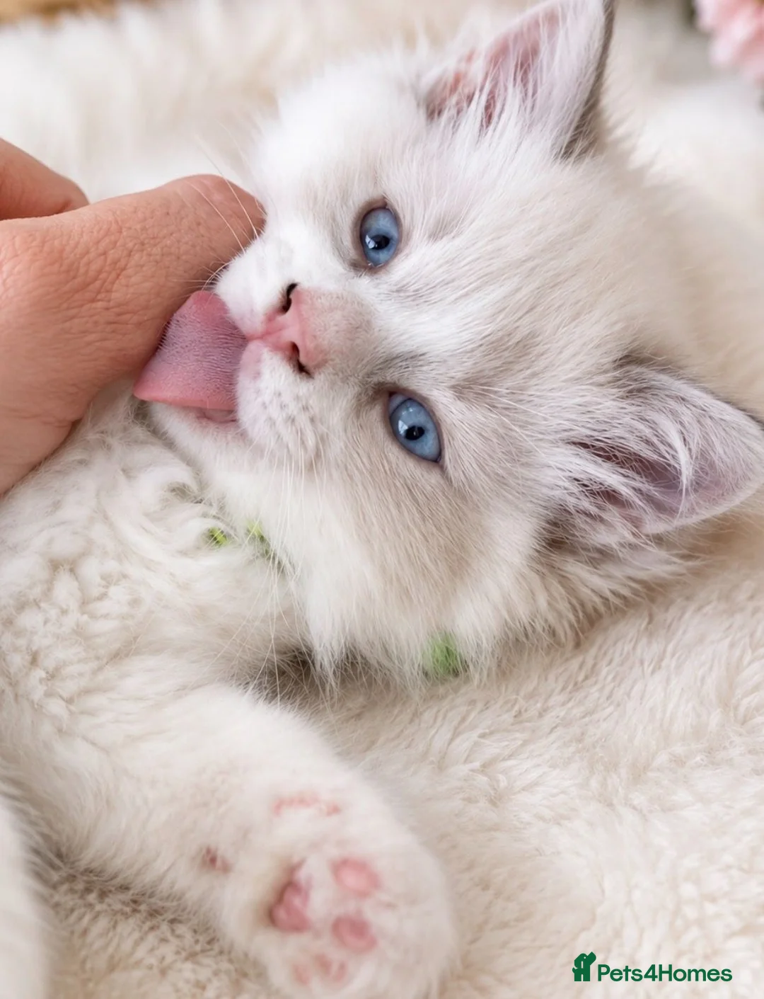 Ragdoll cats for sale: Child Friendly Ragdoll and Ragdoll Cross Kittens  - Advert 1