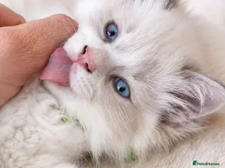 Ragdoll cats Child Friendly Ragdoll and Ragdoll Cross Kittens - Advert 6