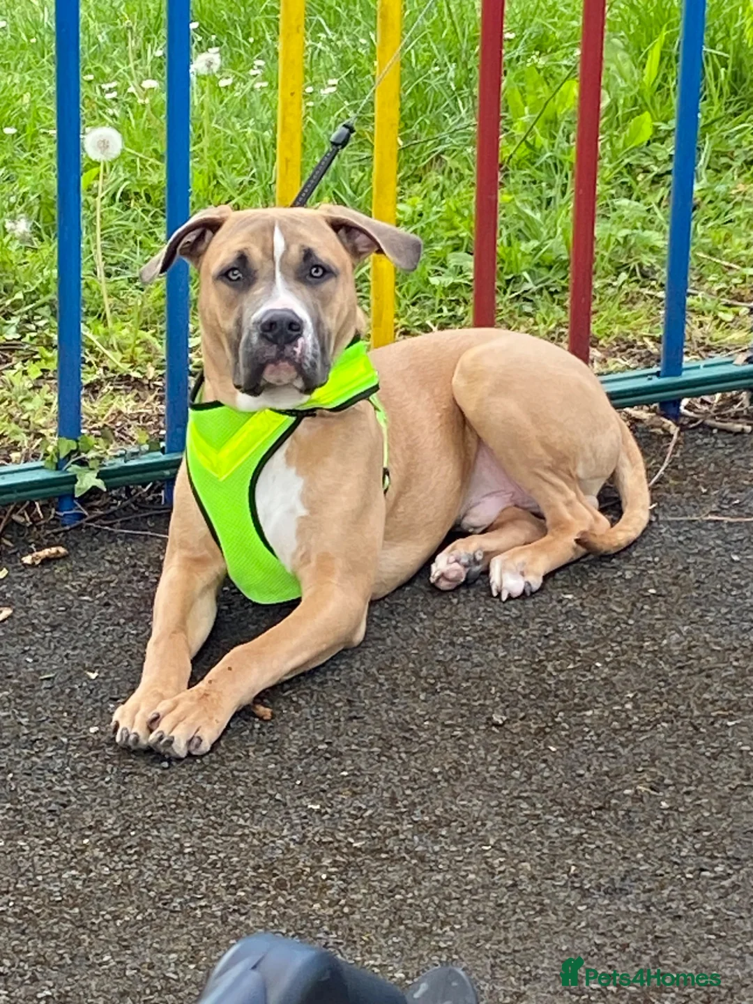 Mixed Breed dogs for adoption: Staff cross cane corso  in Worcester - Advert 1