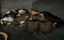 Miniature Dachshund dogs for sale: KC Reg, Health tested, miniature Dachsund Puppies - Image 12