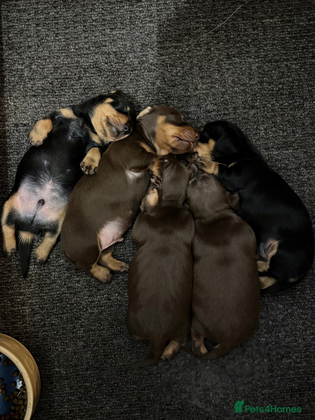 Miniature Dachshund dogs for sale: KC Reg, Health tested, miniature Dachsund Puppies - Image 12