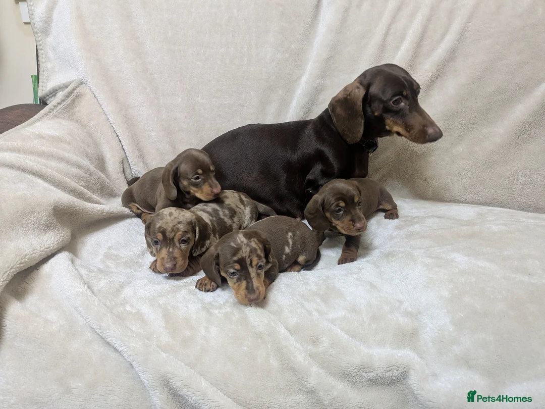 Miniature Dachshund dogs for sale: Miniature Dachshund puppys - Advert 1