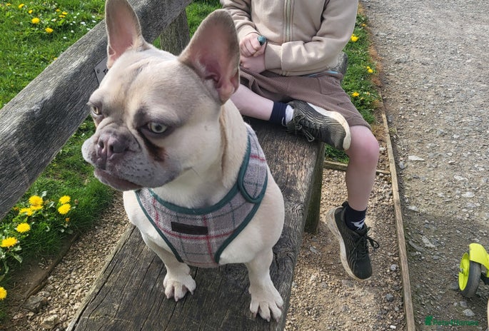 French Bulldog dogs - Advert 9